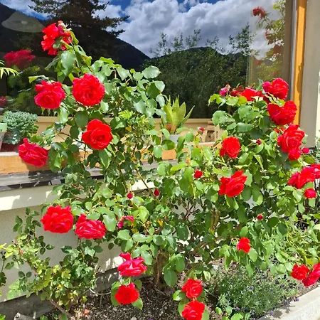 Bed & Breakfast Stammerhof 3*