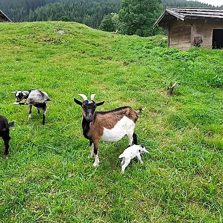 Stammerhof Bed & Breakfast Schladming