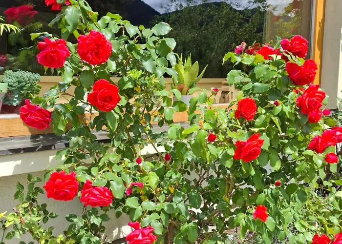 Alojamento de Acomodação e Pequeno-almoço Stammerhof 3*