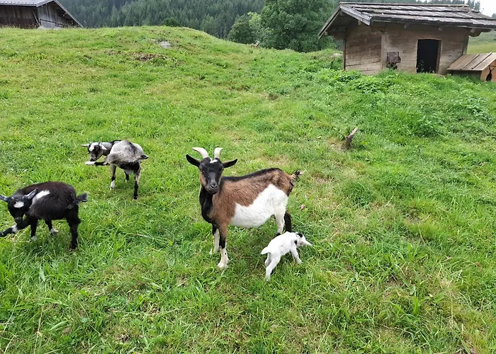 Bed & Breakfast Stammerhof Schladming