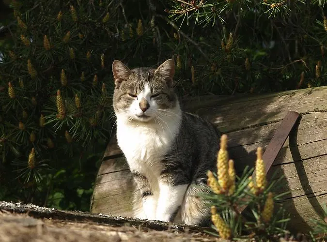 Stammerhof Alojamento de Acomodação e Pequeno-almoço